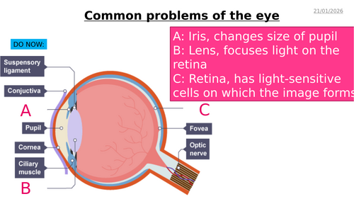 AQA GCSE Biology – B10 Nervous System - PowerPoint pack | Teaching ...