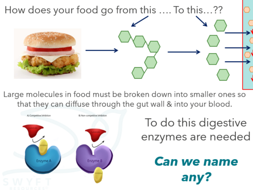 NEW WJEC (2026) GCSE Science - Digestive enzymes | Teaching Resources