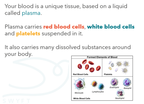 NEW WJEC (2026) GCSE Science - The blood | Teaching Resources