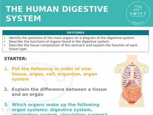 NEW WJEC (2026) GCSE Science - The digestive system | Teaching Resources