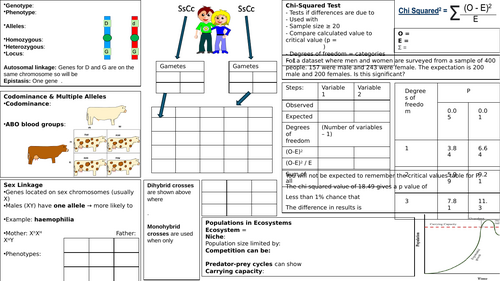 Genetics Populations and Inheritance Unit 7 Revision Poster A level ...