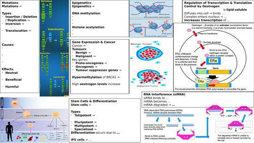 Control of Gene Expression Unit 8 Revision Poster A level Biology ...