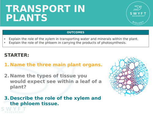 NEW WJEC (2026) GCSE Science - Transport in plants