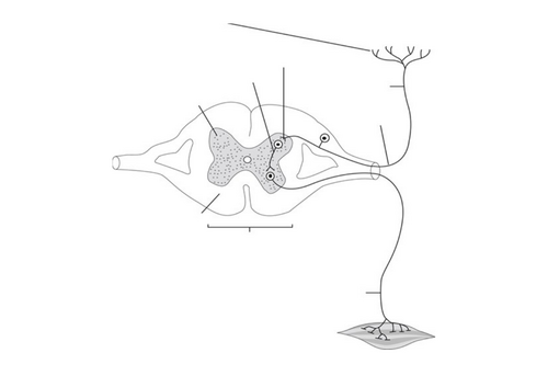 GCSE AQA Science B10 The nervous system Combined and triple powerpoints ...