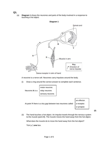 GCSE AQA Science B10 The nervous system Combined and triple powerpoints ...
