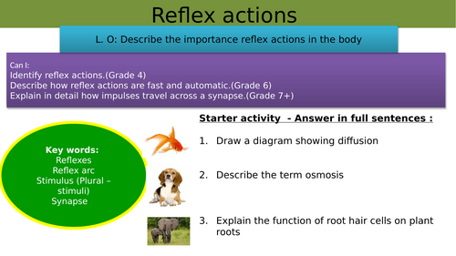 GCSE AQA Science B10 The nervous system Combined and triple powerpoints ...