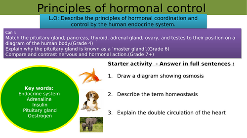 GCSE AQA Science B11 Hormonal Coordination powerpoints, exam questions ...