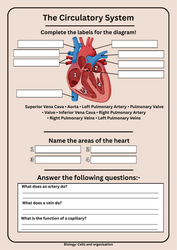 KS3 Biology Circulatory System Worksheet – Heart Diagram & Blood Vessel ...