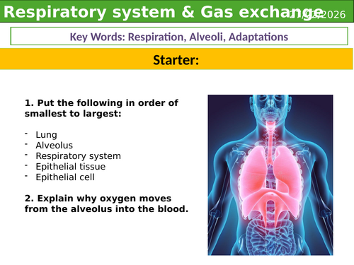Respiratory system