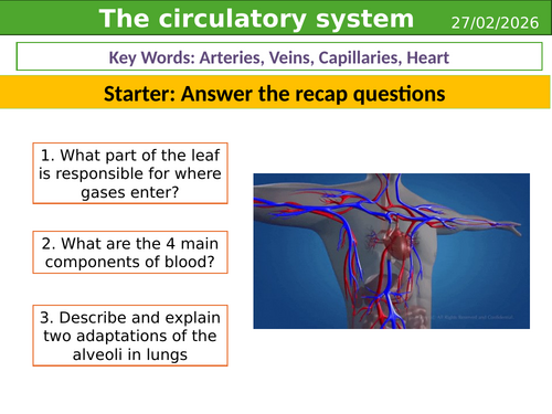 Circulatory system