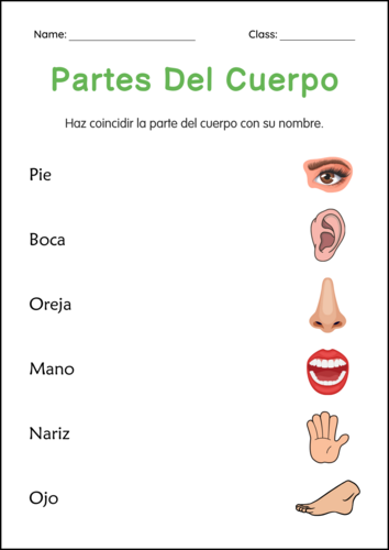 Human Body Parts Worksheets in Spanish - Hoja de Trabajo de Partes del ...