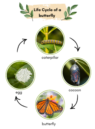 Life Cycle of a Butterfly Poster – EYFS & KS1 Science Display ...