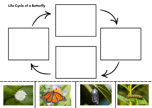 Butterfly Life Cycle Cut and Stick Activity Sheet – EYFS & KS1 Science ...