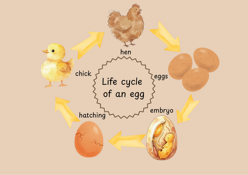 life cycle of a chick visual and activity