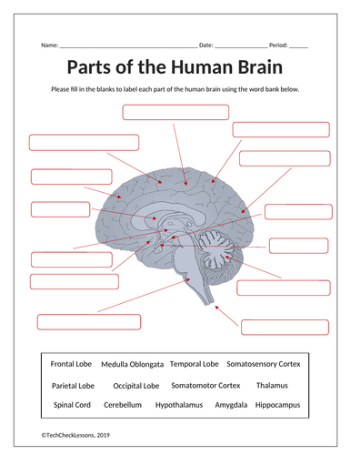 Brain Parts and Functions Labeling Diagram Worksheet + Vocab Quiz ...