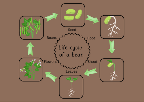 life cycle of a bean