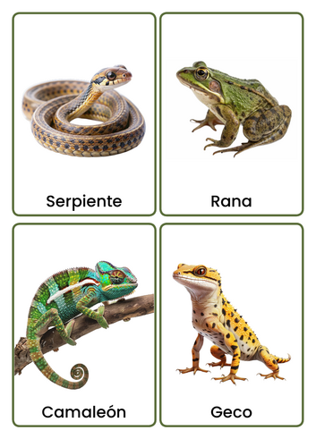 Spanish Reptiles and Amphibians Flashcards | Real Photo Vocabulary ...