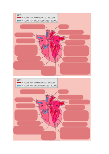 BTEC L3 Health and Social Care - Unit 3 The Cardiovascular System ...