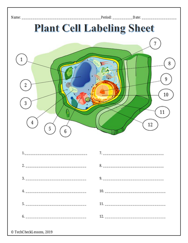 Parts of a Plant Cell Labeling & Functions Science Worksheets ...