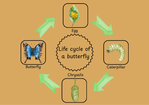 life cycle of a butterfly