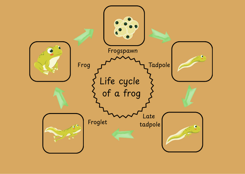 lifecycle of a frog