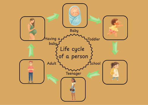 lifecycle of a person