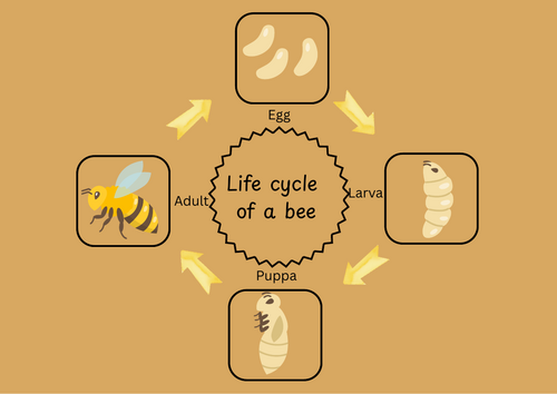 lifecycle of a bee