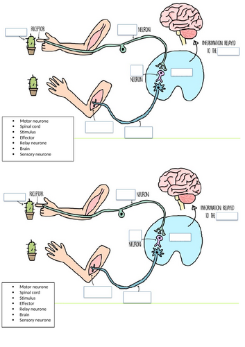 GCSE AQA Biology Topic 5 Homeostasis and responses | Teaching Resources