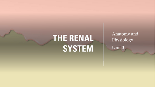 Health and Social Care - Unit 3 Anatomy and Physiology - The Renal ...