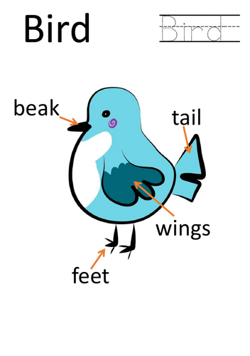 Birds ESL Mini Unit (Ages 3–6) | Trace, Label & Colour | Teaching Resources