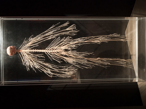 Nervous System Introduction