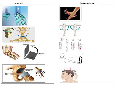 GCSE PE (Edexcel) - Classification of joints & Types of movement ...