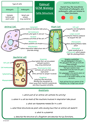 GCSE Biology Cell Structure Revision Pack (Animal, Plant and Bacterial ...