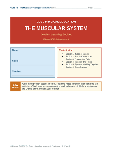 Muscular System | Edexcel GCSE PE | Student Booklet – Write-In ...