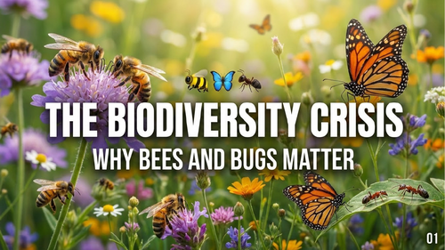 The Biodiversity Crisis Assembly: Why Bees and Bugs Matter (KS2 / Whole ...