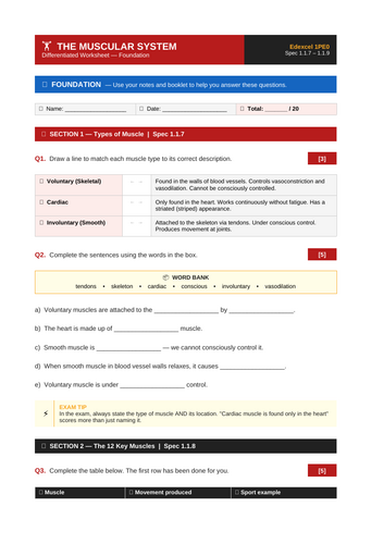 Muscular System | Edexcel GCSE PE 1PE0 | Differentiated Worksheets ...
