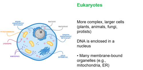 GCSE Cell Biology Slides (Prokaryote/Eukaryote, Specialised Cells, Cell ...