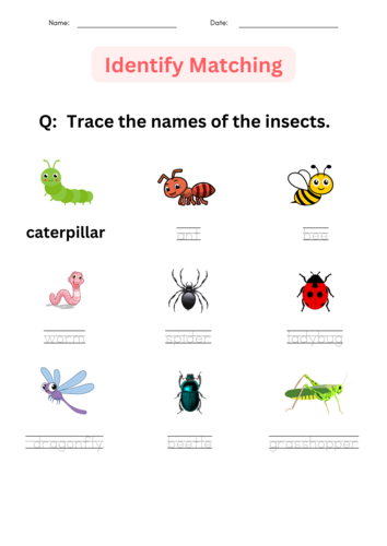Printable Insects Worksheets for Kindergarten – Identify and Matching ...