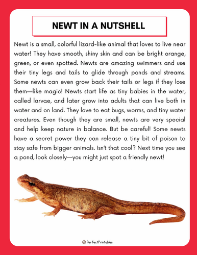 Life Cycle of a Newt Worksheet | Amphibian Unit Study With Fun Facts ...