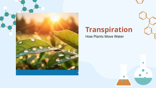 Transpiration Lesson | GCSE Biology | AQA Combined Science Trilogy ...