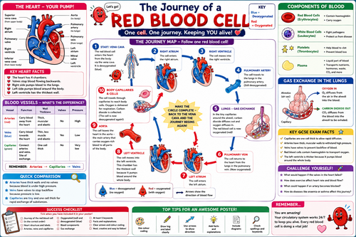 Journey of a Red Blood Cell – GCSE Biology Poster & Revision Display ...