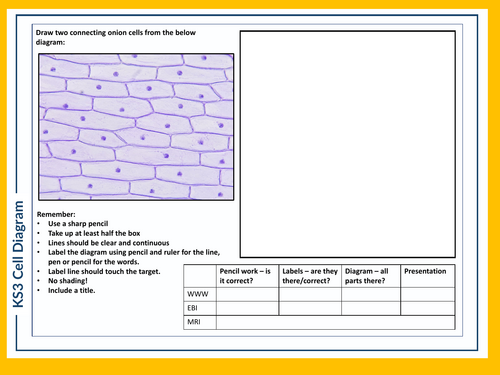 KS3 Science Skills Task - Cell Diagram A