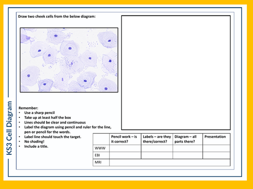 KS3 Science Skills Task - Cell Diagram B