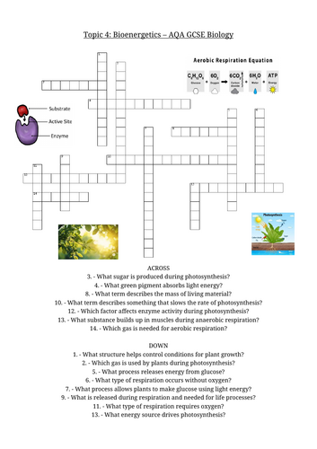 Topic 4 - Bioenergetics AQA GCSE Crossword | Teaching Resources
