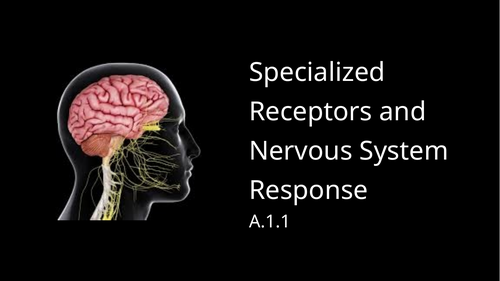 IB SEHS SL A.1.1 Receptors and Nervous System Response