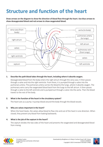 science yr 6 the structure of the heart | Teaching Resources