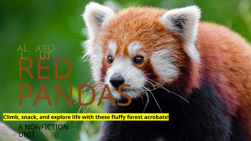 All About Red Pandas Comprehension Worksheets | KS1 Reading