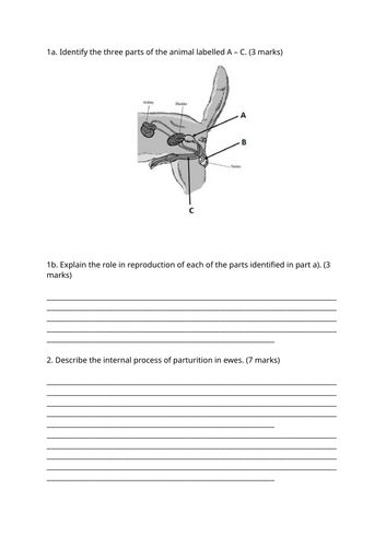 docx, 115.84 KB