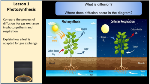 Edexcel IGCSE Biology 9–1 Topic 2g: Gas Exchange in Plants & Humans – 7 Complete Lessons (110+ Slide