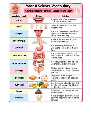 Year 4 Science Vocabulary – Digestion & Teeth